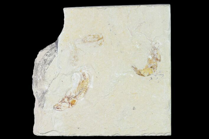 Cretaceous Fossil Fish (Gaudryella) and Shrimp - Lebanon #162834